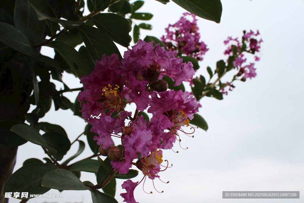  紫薇花
