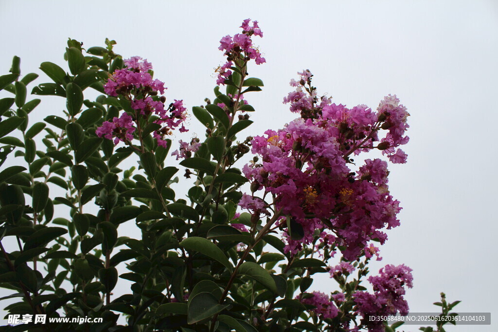  紫薇花