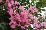 紫薇花 
