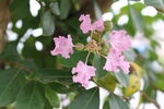 紫薇花 