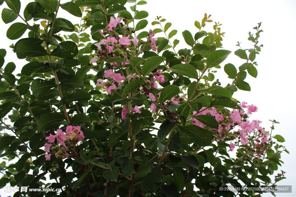 紫薇花 