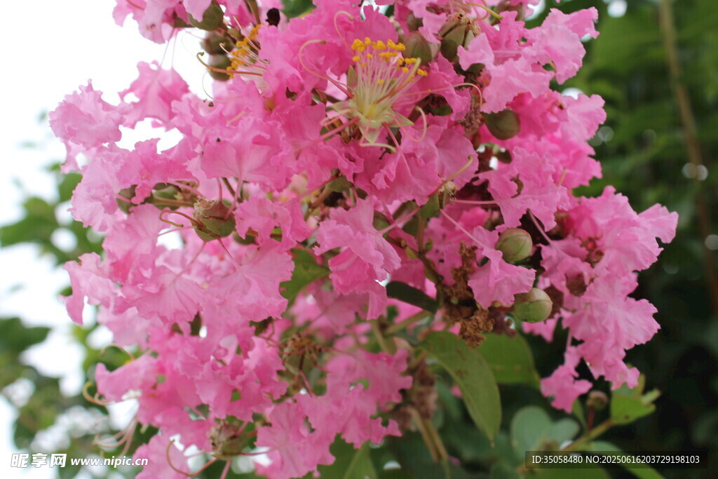 紫薇花  