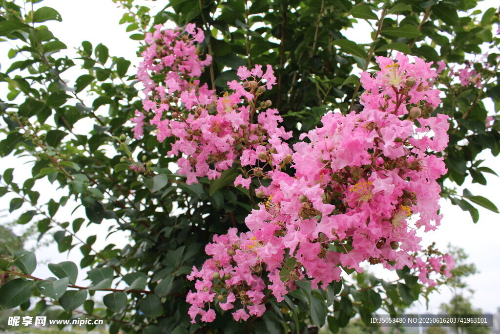 紫薇花 