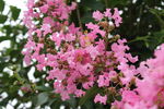 紫薇花  