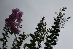 紫薇花  