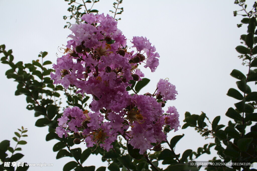  紫薇花
