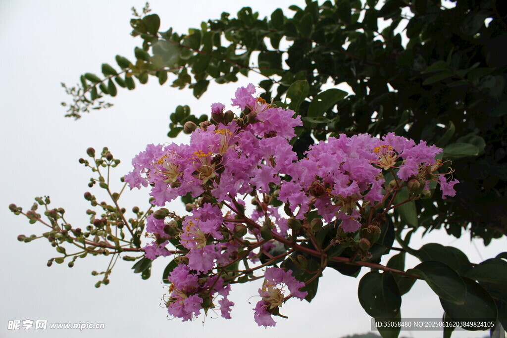 紫薇花 