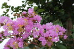  紫薇花