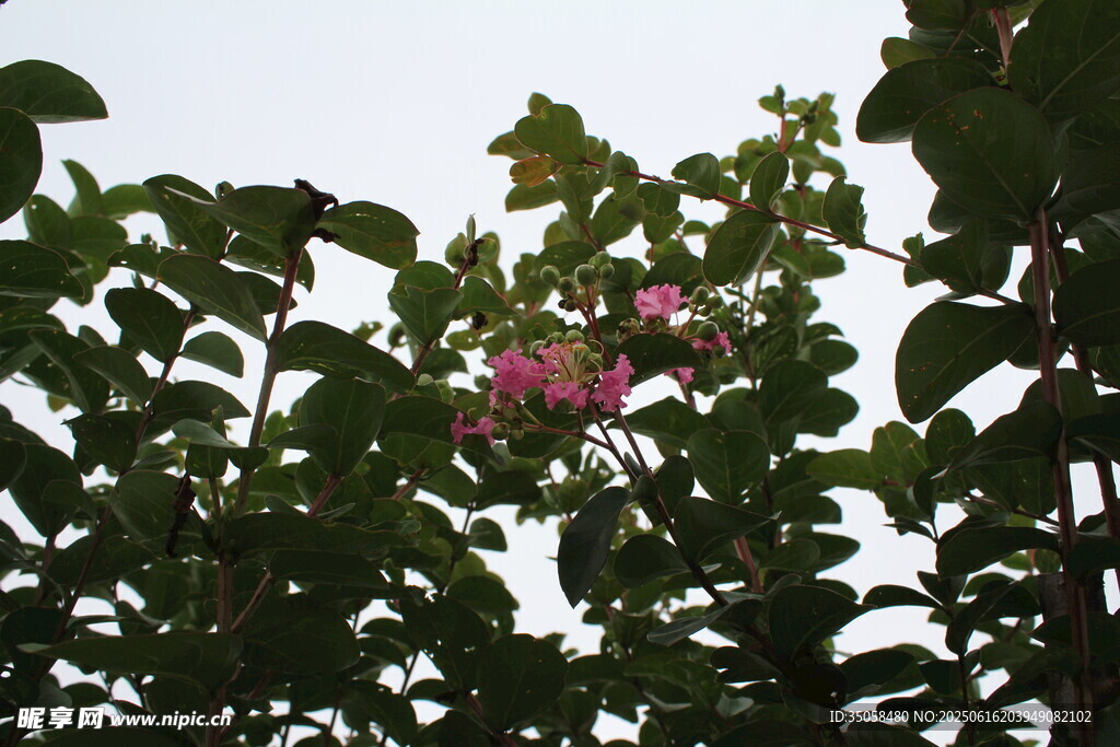 紫薇花  