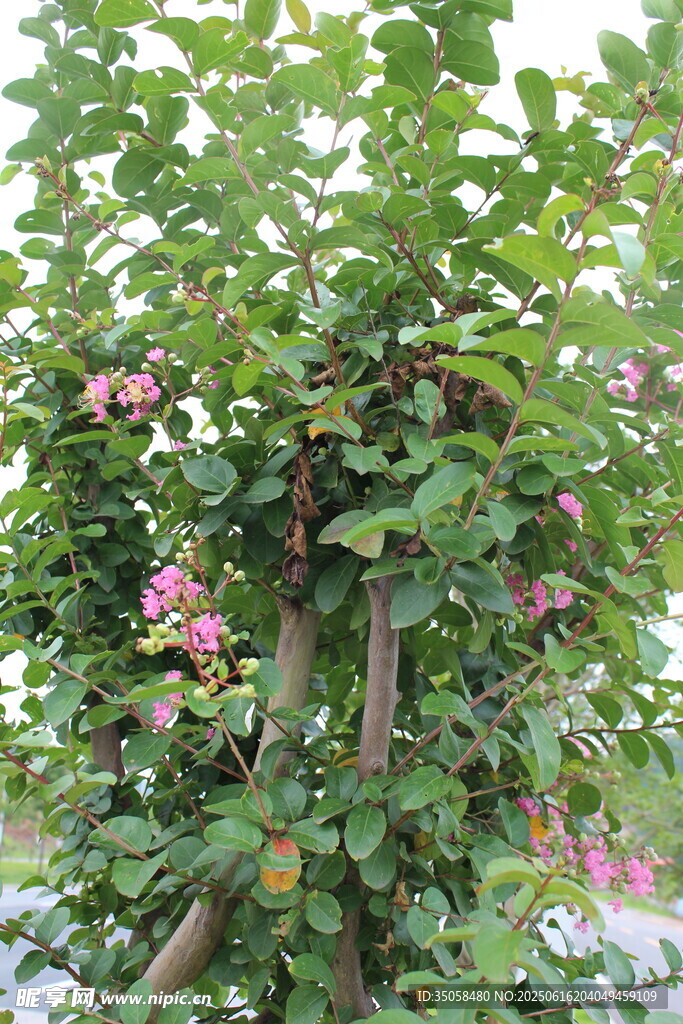 紫薇花  