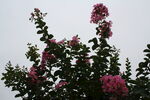 紫薇花  