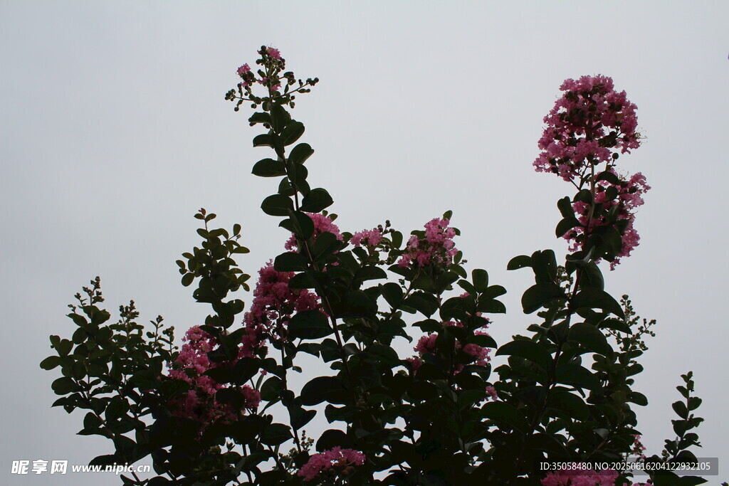  紫薇花