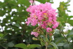 紫薇花 