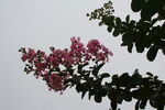 紫薇花 