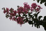 紫薇花  
