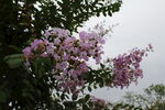 紫薇花 