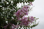 紫薇花  