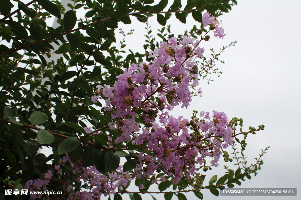 紫薇花  