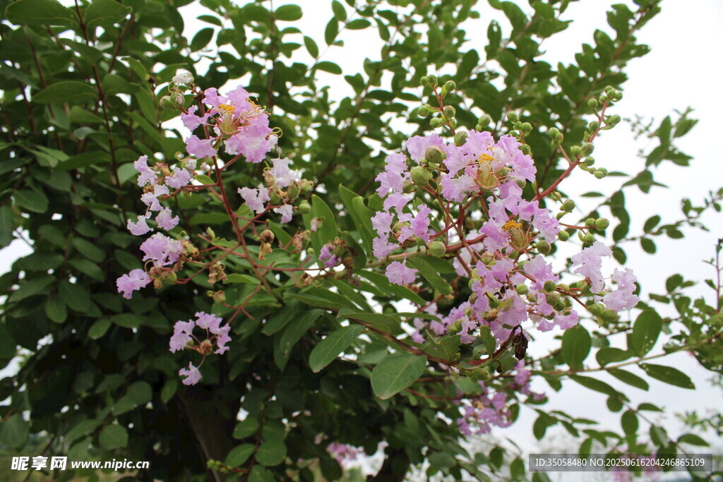  紫薇花  