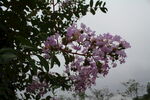 紫薇花 