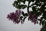 紫薇花 
