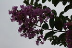 紫薇花  