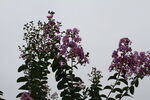 紫薇花 