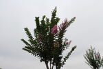 紫薇花 
