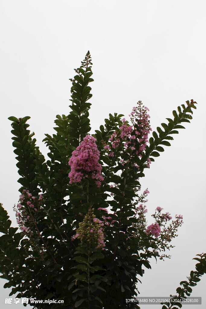 紫薇花  