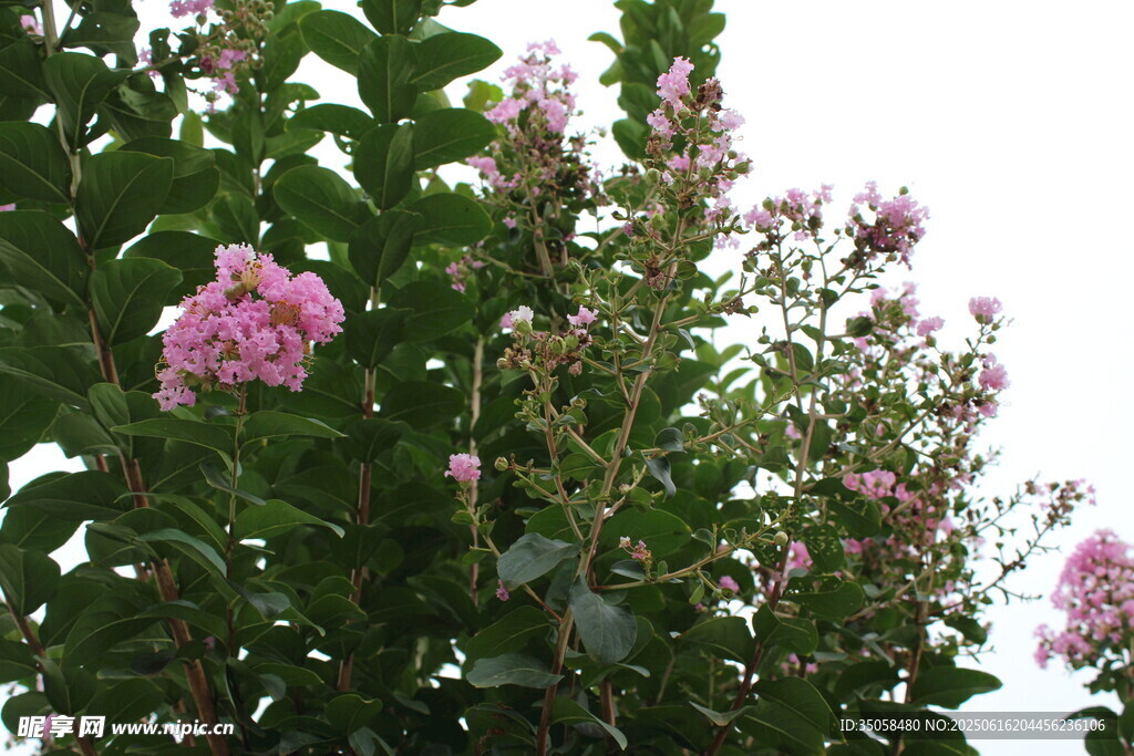 紫薇花 