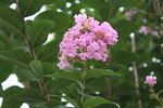 紫薇花 