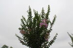紫薇花 