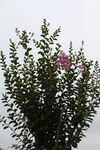 紫薇花  