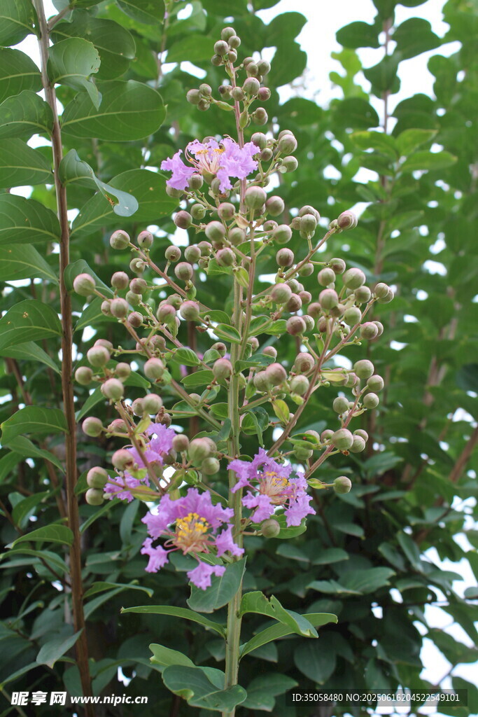 紫薇花  