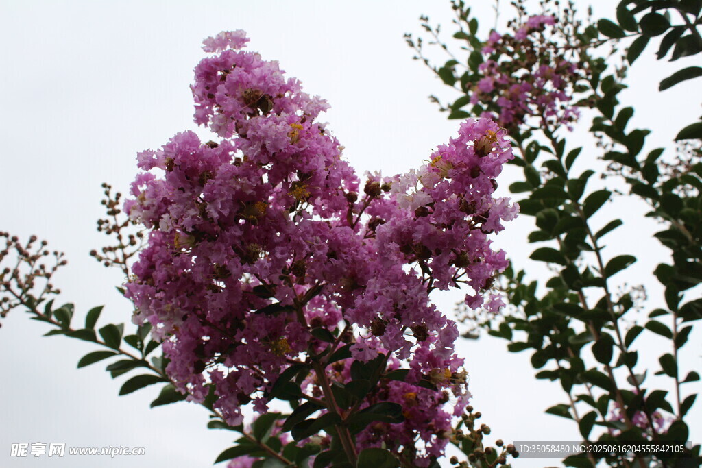  紫薇花