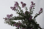 紫薇花 