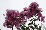  紫薇花