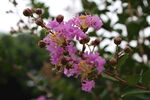 紫薇花  