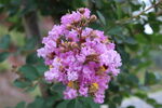 紫薇花 
