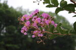 紫薇花 