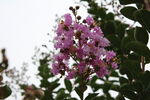 紫薇花 