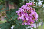 紫薇花  