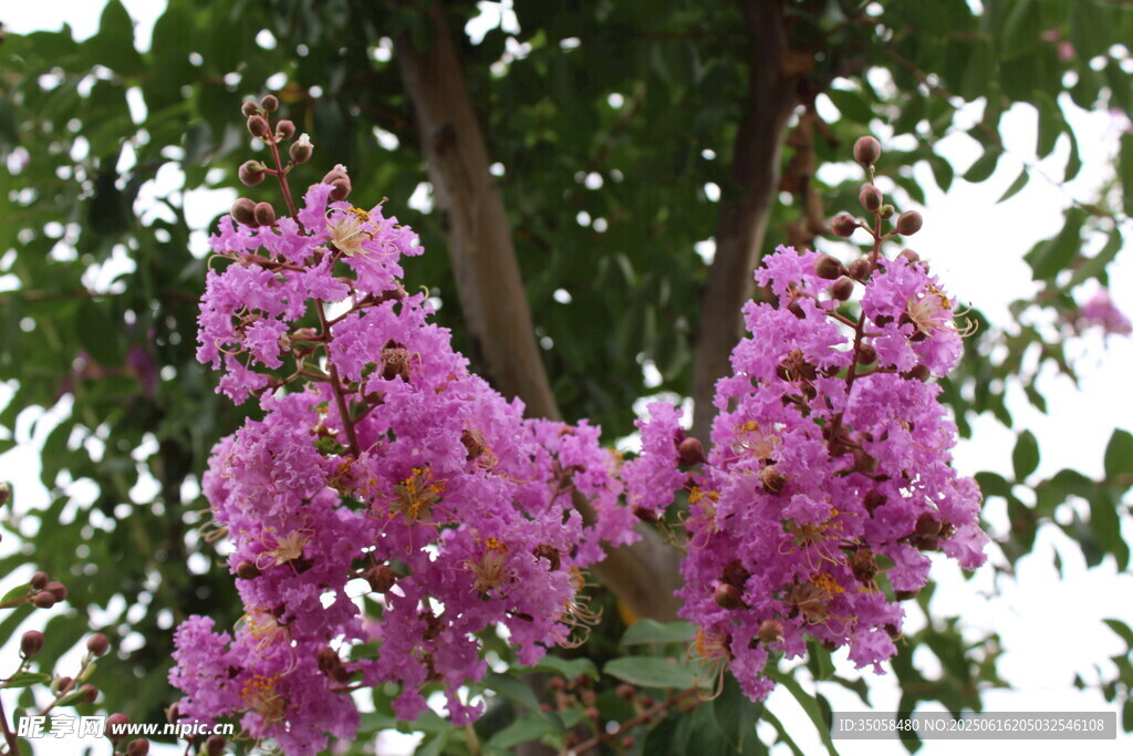 紫薇花 