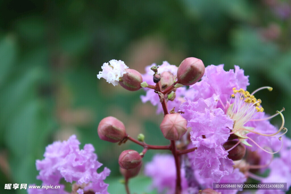 紫薇花 