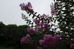紫薇花  