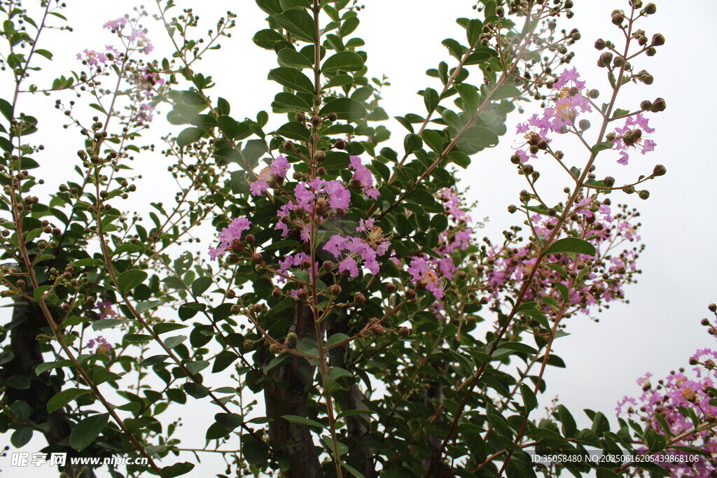 紫薇花 