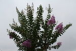 紫薇花 