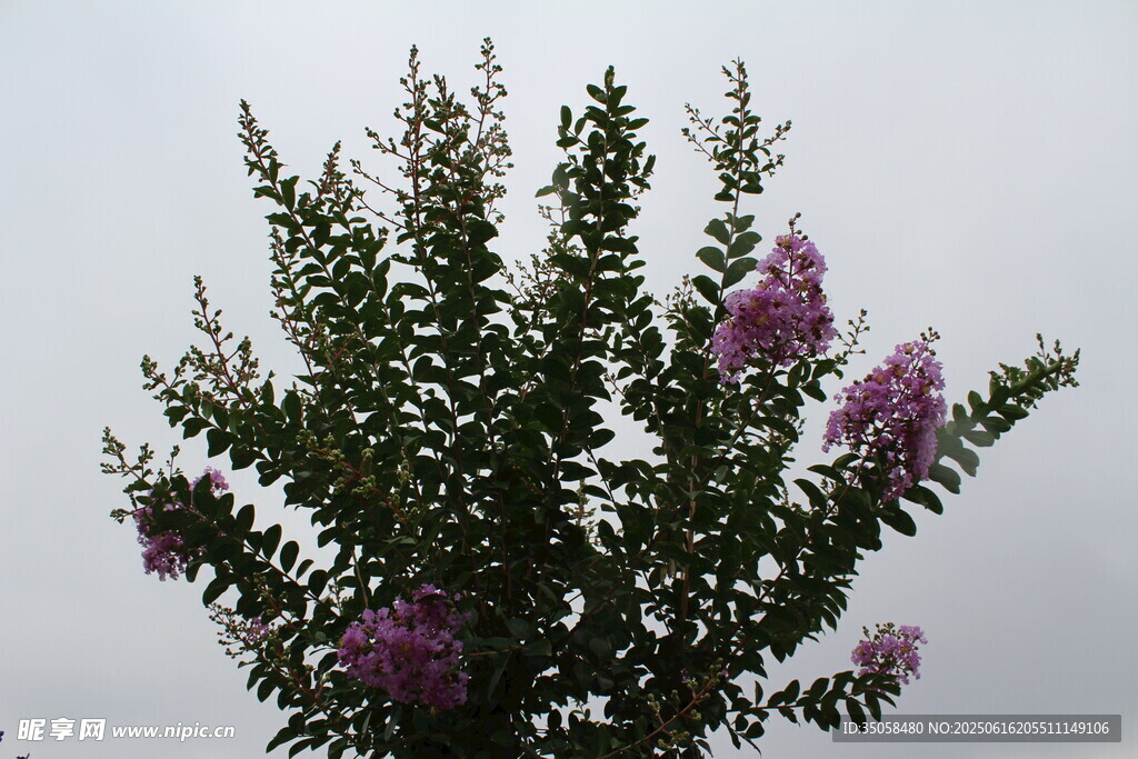 紫薇花 