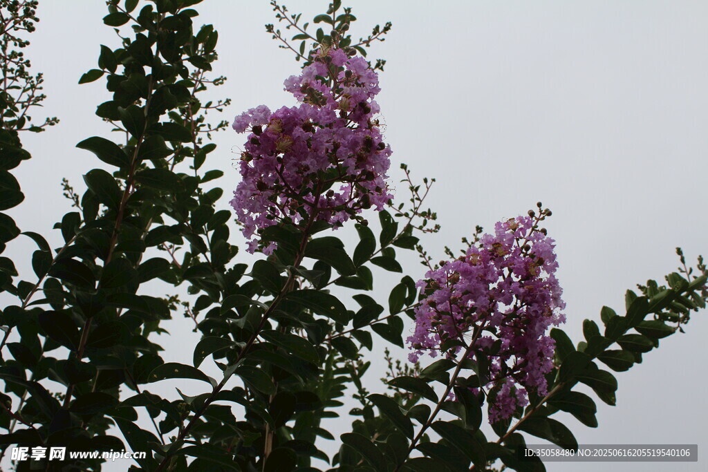  紫薇花