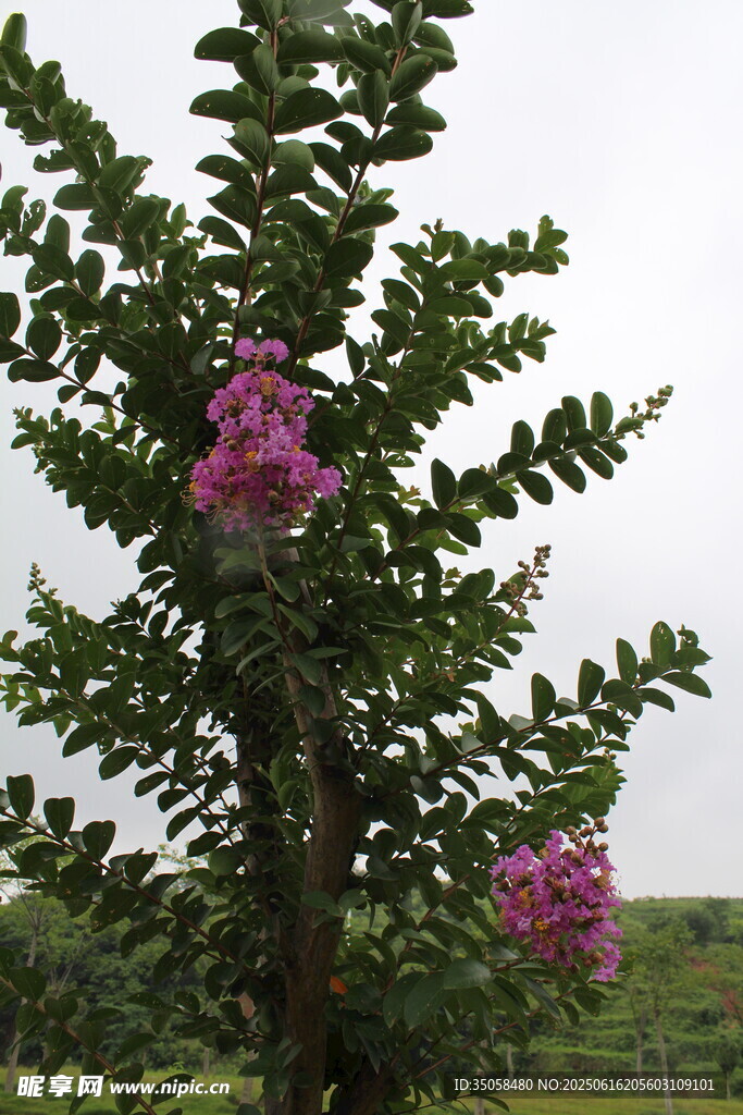 紫薇花 